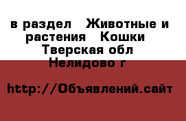 в раздел : Животные и растения » Кошки . Тверская обл.,Нелидово г.